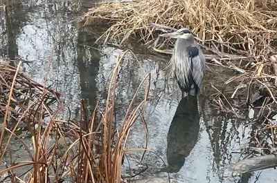 A heron stands in icy water surrounded by the remains of dead plants.