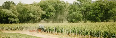 A tractor driving in a green vineyard during the spring and summer season