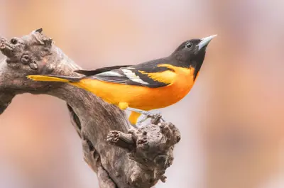 A black and red oriole perched on a branch
