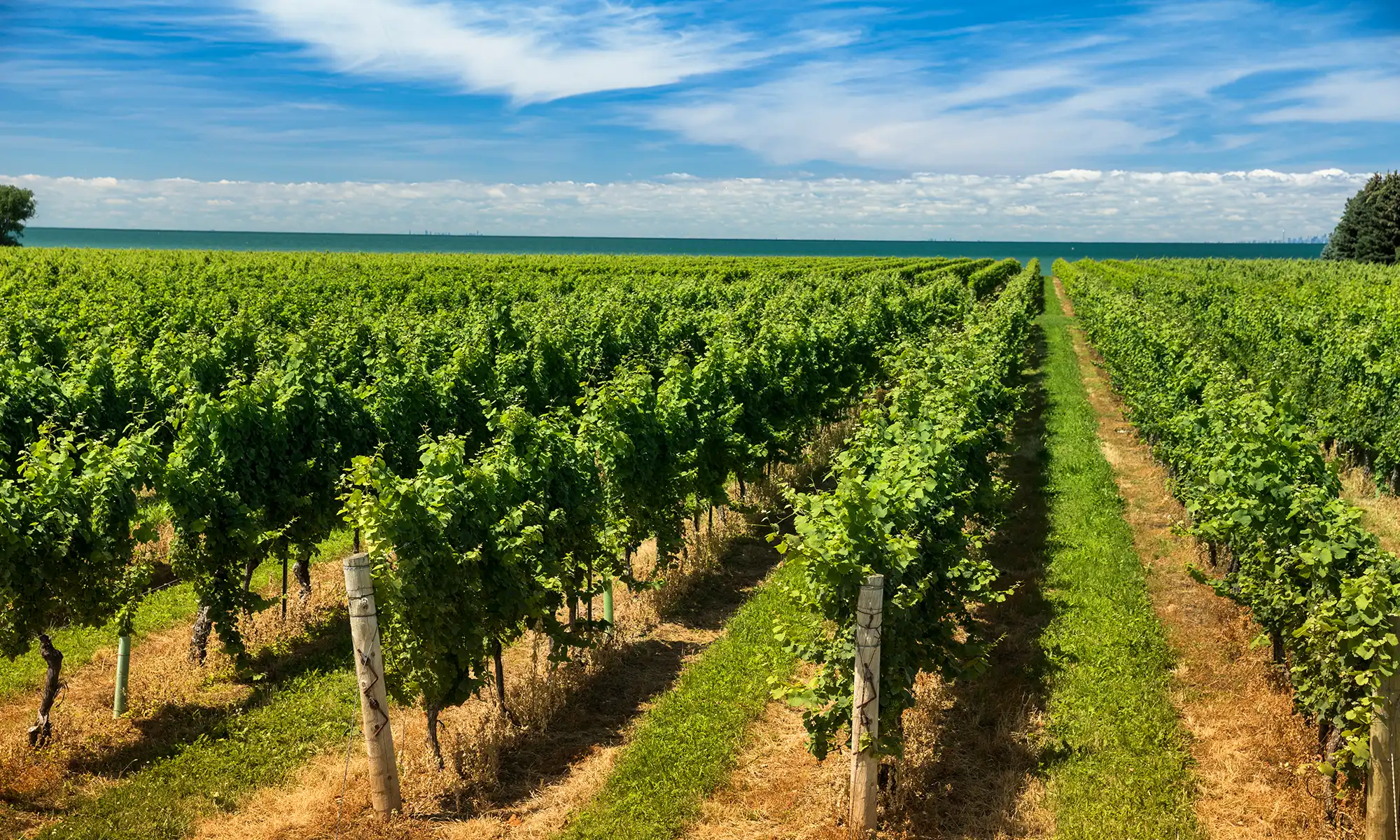 Expansive vineyard