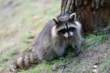 Raccoon standing by a tree