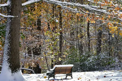A park at the beginning of winter. A large tree is covered in snow while also still having yellow and orange leaves. A park bench is also covered in snow.