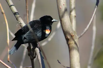 A red-winged blackbird sits perched on a tree branch. It is almost entirely black except for small bits of orange and yellow on its front.
